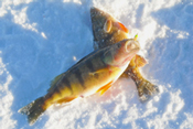 Perch Ice Fishing