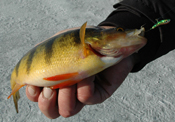 Perch Fishing