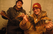 Perch Fishing Sundin Jones