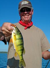 Perch Fishing Cass Lake