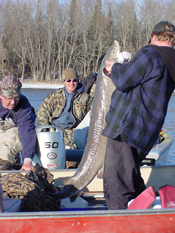 Rainy River Sturgeon