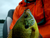 Bluegill Fishing Minnesota