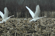 Deer River Swans