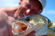 Walleye Guide Sundin