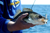 Walleye Red Lake Sundin