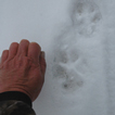 Wolf Track