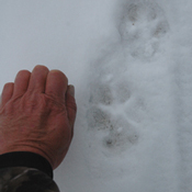 Wolf Track