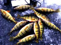 Perch Fishing Ball Club Lake