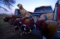 Pheasant Hunting South Dakota