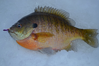 Bluegill Fishing Sand Lake