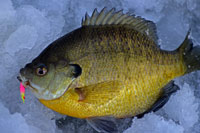 Ice Fishing Bluegill