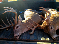 Bucks South Dakota