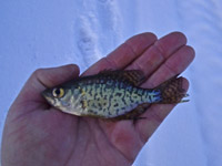 Crappie Baby 