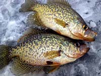 Crappie Ice Fishing 