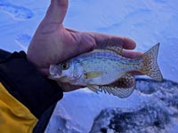 Baby Crappie Caught Ice Fishing