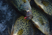 Crappie Fishing Deer River