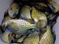 Crappie Fishing Grand Rapids Minnesota