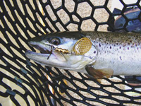 LaRue Pit Brown Trout