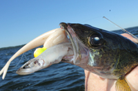 Rainy Lake Walleye Fishing