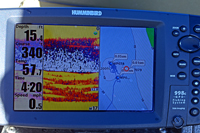 Bluegills On Humminbird Screen