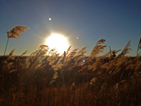 Pheasant Hunting South Dakota