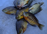 Ice Fishing Minnesota Panfish