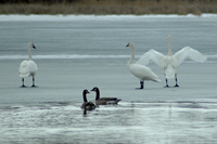 Ice Report Minnesota