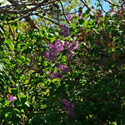 Lilacs Crappies