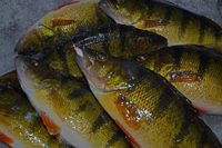 Perch Fishing Leech Lake