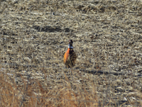 Pheasant