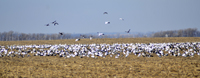 Snow Geese