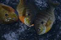 Sunfish Lindy Toad