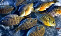 Sunfish Bluegill Ice Fishing