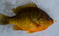 Sunfish Lindy Toad