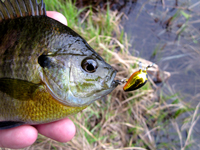 Bluegill Fishing