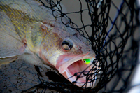 Rainy River Walleye