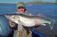 Rainy River Walleye Dagel