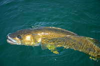 Walleye Fishing Deer River