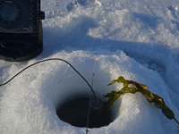 Weed Cover Bluegills