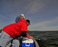 Paul Kautza netting a Walleye for Dick Williams