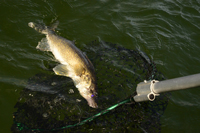 Walleye coming to the landing net.