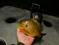 Ice Fishing Bluegill Grand Rapids MN