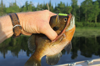 Bluegill caught by Greg Clusiau