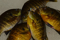 Lindy Ice Jig Bluegills