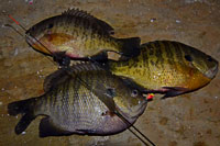 Bluegill Fishing Bowstring Minnesota