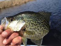 Sunfish Caught By Gregb Clusiau