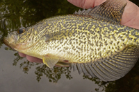 Female Crappie during spawning season shows no color change