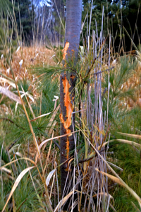 Deer Rub On Pine Tree