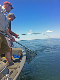 Walleye coming to the landing net