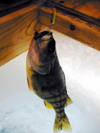 Ice Fishing Perch Deer River